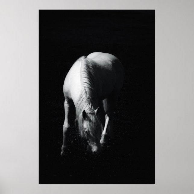 Poster O cavalo branco (Frente)
