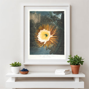 Poster O Cereus de Flor Noturna (1799–1807)