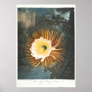 Poster O Cereus Noturno (1799–1807)