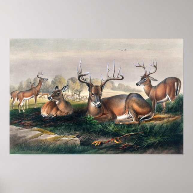 Poster O cervo-de-cauda-branca por Joseph Wolf  (Frente)