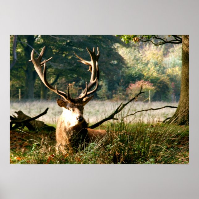 Póster O Chefe (Frente)