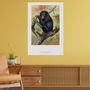 Poster O Chimpanzé, Esboços Zoológicos,
