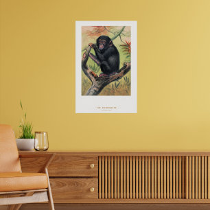 Poster O Chimpanzé, Esboços Zoológicos,