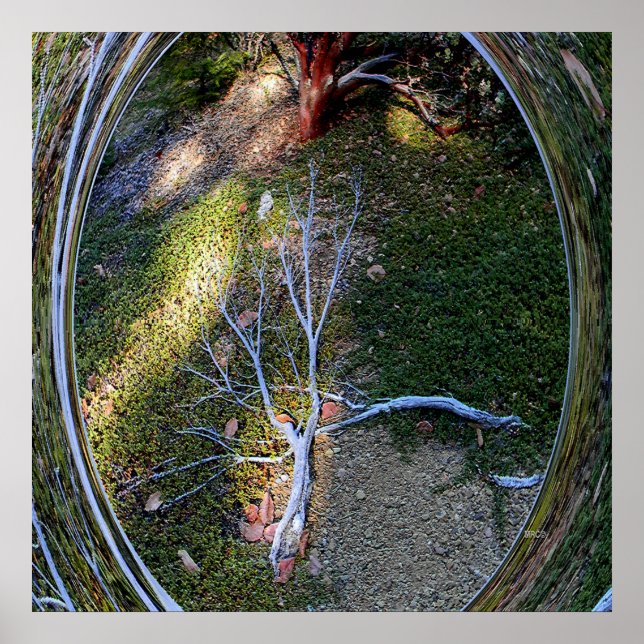 Poster O ciclo de vida.... (Frente)