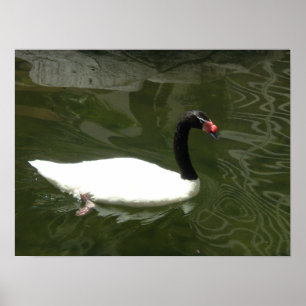 Poster O Cisne Branco