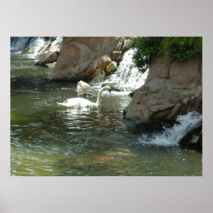 Póster O Cisne Branco