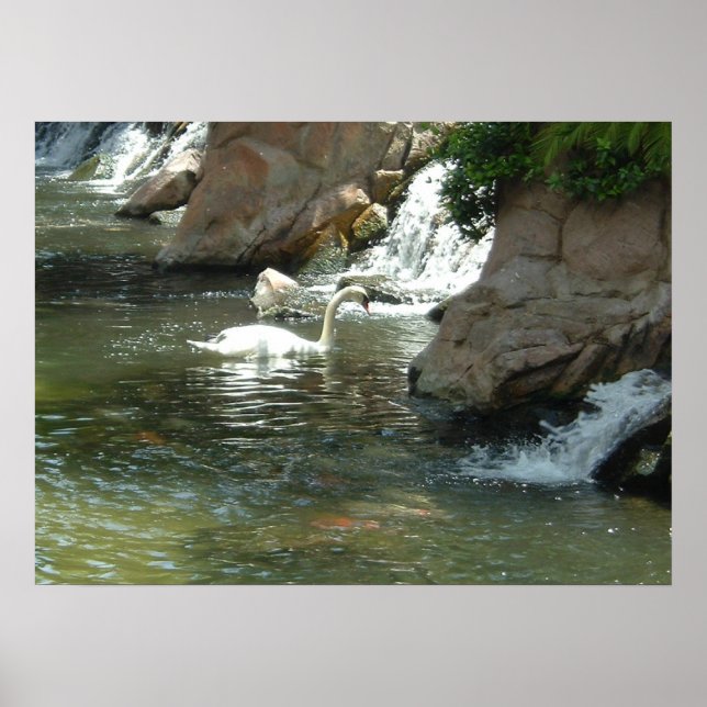 Póster O Cisne Branco (Frente)