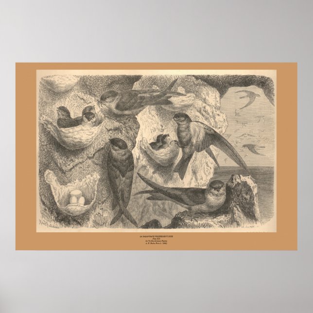 Póster O Cliff Engole (Frente)