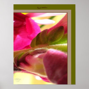 Poster O close up PhotoPoster da flor de Snapdragon