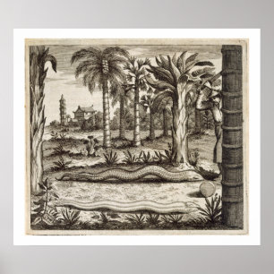 Póster O Cobra de pedra, de "China Ilustrada" por Athan