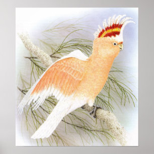 Póster O Cockatoo de Mitchell principal - leadbeater do
