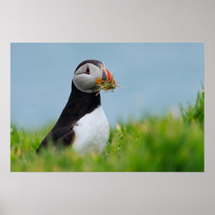 Poster O Coletor Puffin