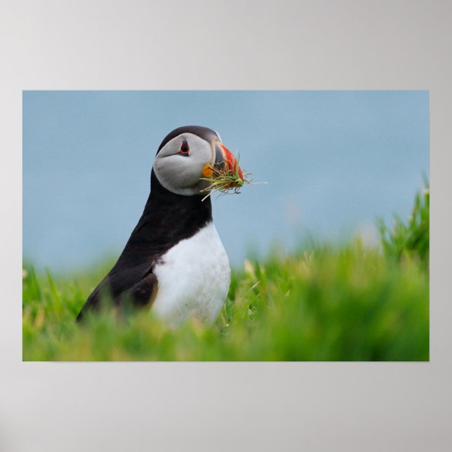 Poster O Coletor Puffin (Frente)