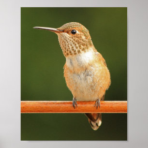 Poster O colibri de Allen fêmea - Rosie 1