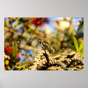Póster O colibri de Anna fêmea, Califórnia, foto 36x24
