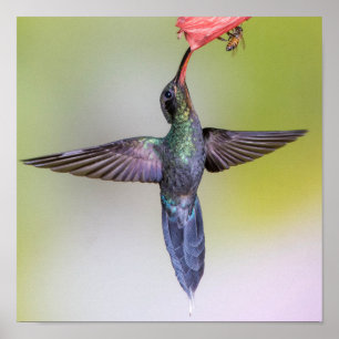 Poster O colibri verde que alimenta com asas abre &