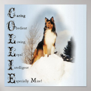 Póster O Collie é… Arte áspera do Collie