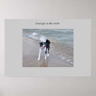 Póster O Collie poderoso