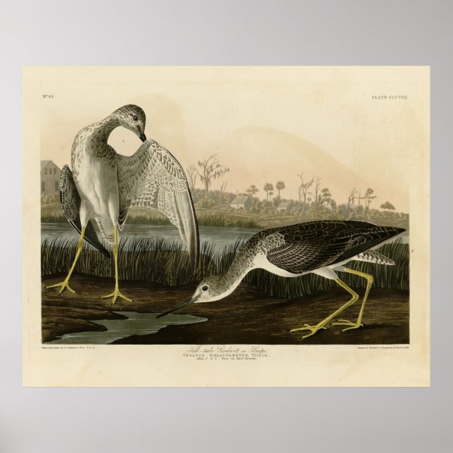 Poster O conto Godwit, Snipe - Aves de Audubon da América (Frente)
