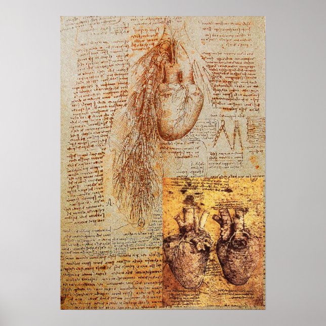 Poster O Coração, As Artérias Brônquicas E Seus Vasos San (Frente)