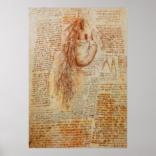 Póster O coração e as artérias bronquiais