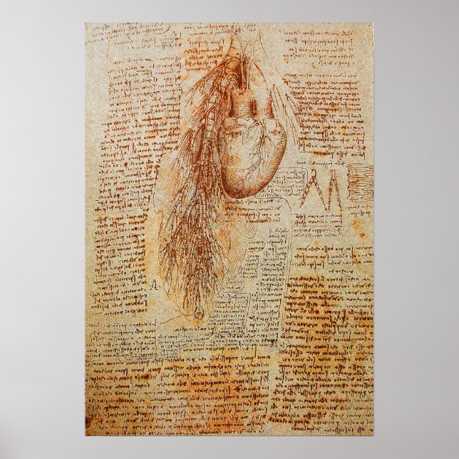 Póster O coração e as artérias bronquiais (Frente)