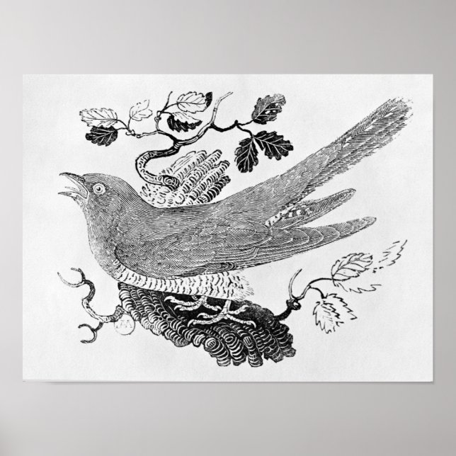 Póster O Cuco (Frente)