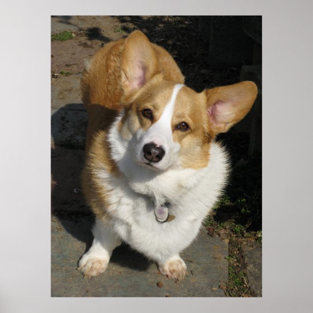 Póster O curioso Corgi (Frente)