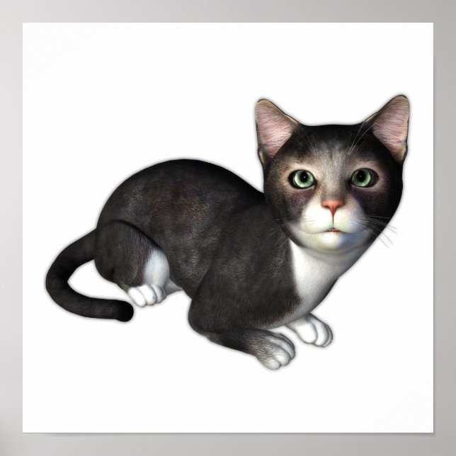 Póster O Curioso Gatinho Da Cinza (Frente)