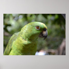 Poster O Curioso Papagaio