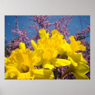 Poster O Daffodil amarelo floresce a natureza dos