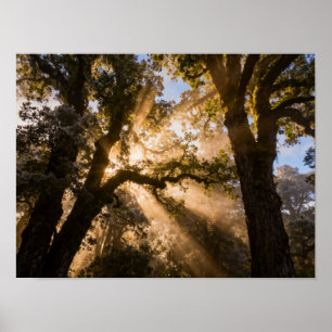 Poster O Despertar Dourado: Raios Solares Etéreos Atraves