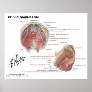 Poster O diafragma pélvico do Netter - carta etiquetada