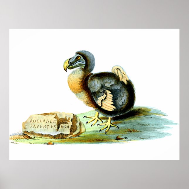 Poster O Dodo (Frente)