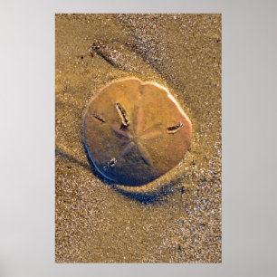Póster O dólar de areia revelou na praia Hilton Head