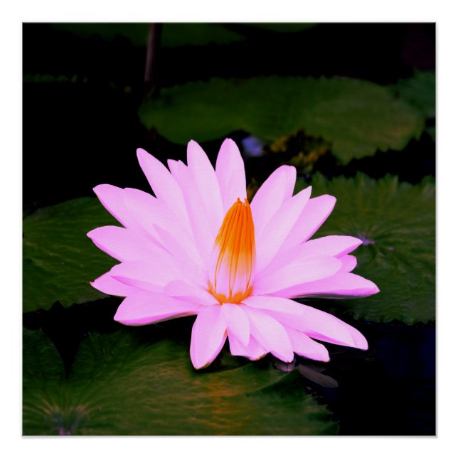 Póster O Efeito Monet... (Frente)