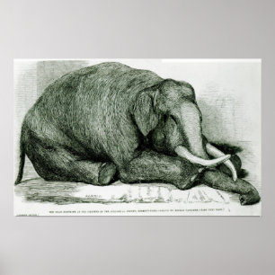 Póster O elefante inoperante