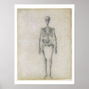 Poster O esqueleto humano, vista anterior, da série