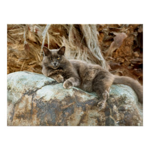 Póster O Estojo de Travesseiro do Gato