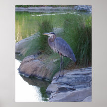 O Excelente Blue Heron