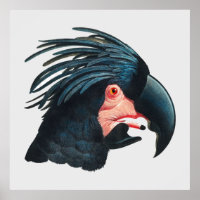 O Excelente Cockatoo Negro de Francois Levaillant.