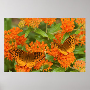 Póster O excelente Spangled Fritillaries no Milkweed da