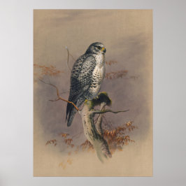 Poster O Falcão da Islândia de Joseph Wolf