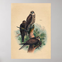 O Falcão Saker de Joseph Wolf