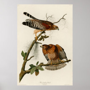 Póster O falcão Vermelho-empurrado, chapeia 56 - Audubon