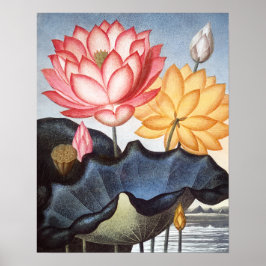 Poster O feijão sagrado egípcio