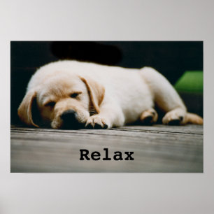 Poster O filhote de cachorro amarelo novo de Labrador
