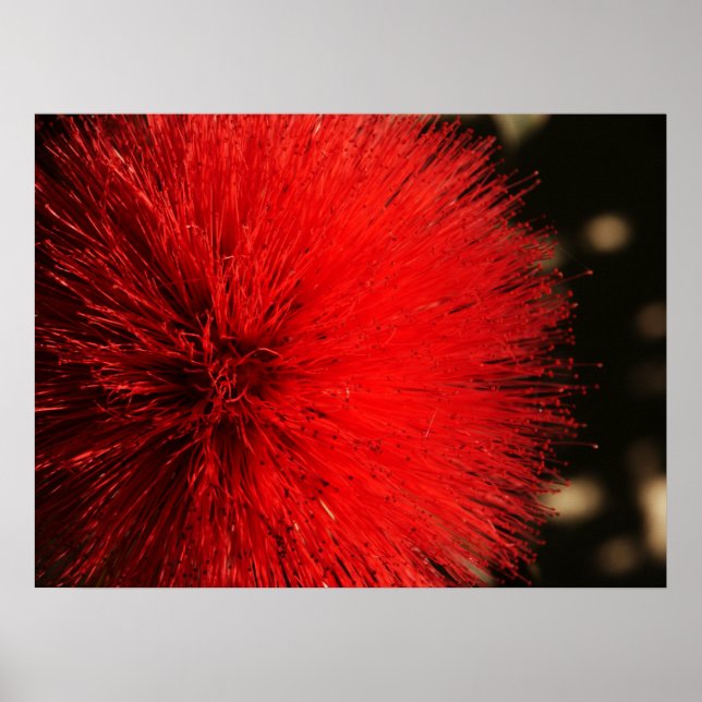 Póster O Firework da Natureza (Frente)