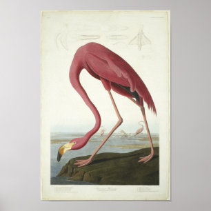 Póster O flamingo toma um auge