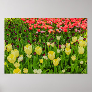 Poster o florescimento de tulipas em um parque papel de p